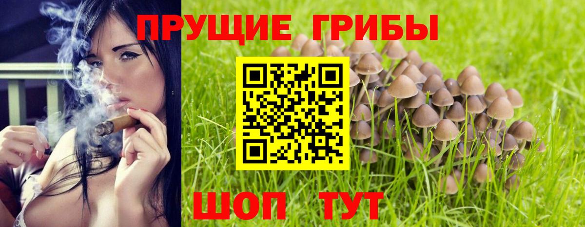 Псилоцибиновые грибы Psilocybine cubensis Алексеевка